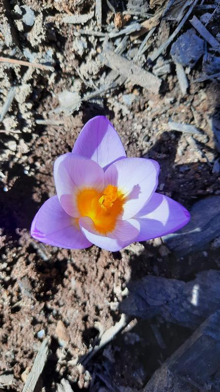 Crocus sieberi "firefly"