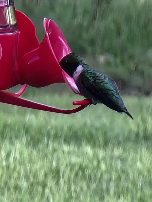 The hummingbirds love the feeder