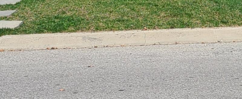 Before overseeding and fertilizing (Daytime photo)