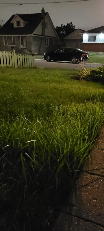 Night time new grass!