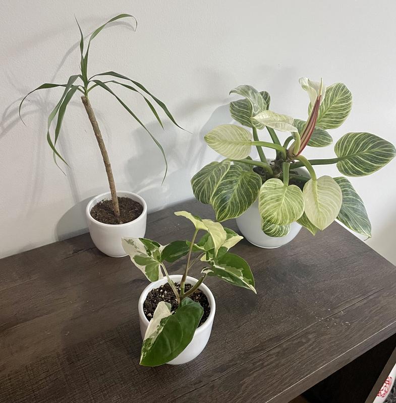 Photo - commentaire&nbsp;3.