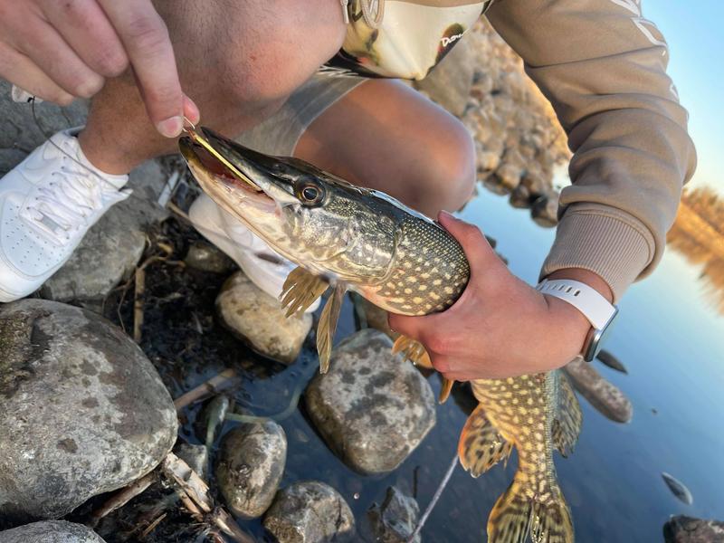 First pike with the new rod!