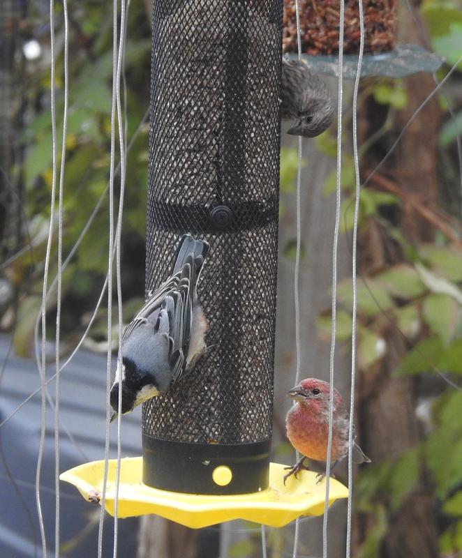 Nuthatch and House Finch on feeder surrounded by strong to discourage invasive House Sparrows.