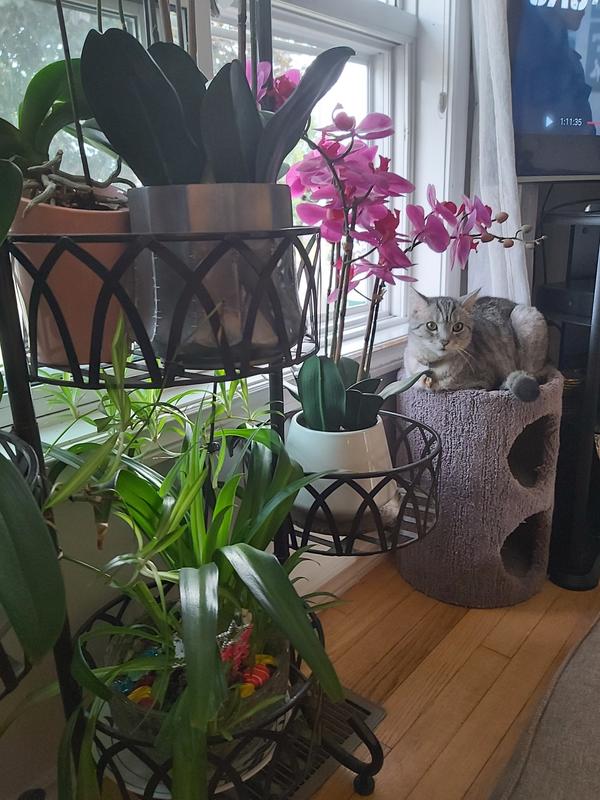 My Living Room Garden Oasid