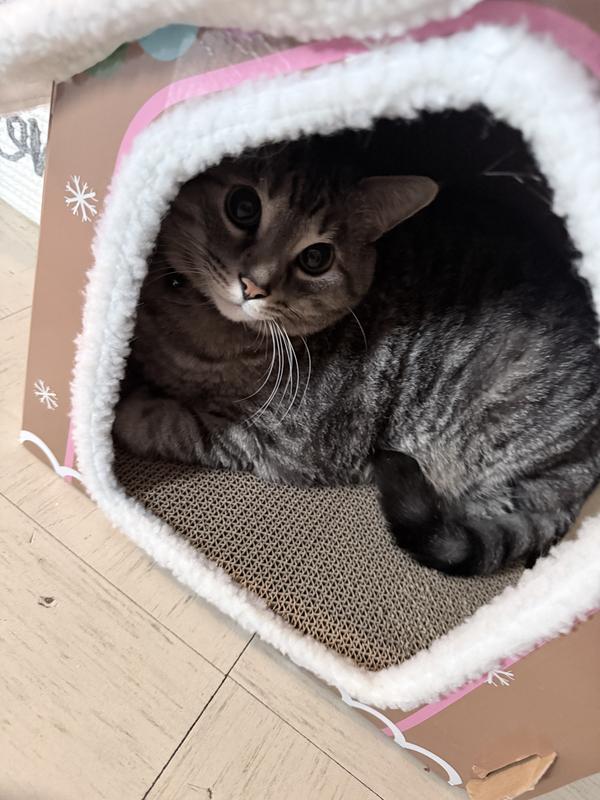 My cat loves the house