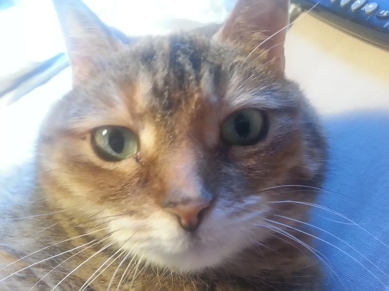 Photo - commentaire&nbsp;1.