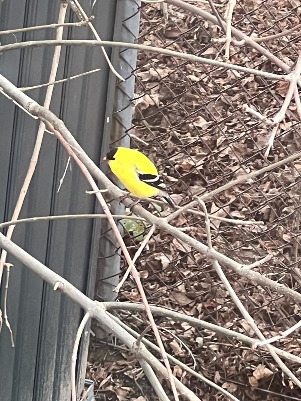 Photo - commentaire 4.