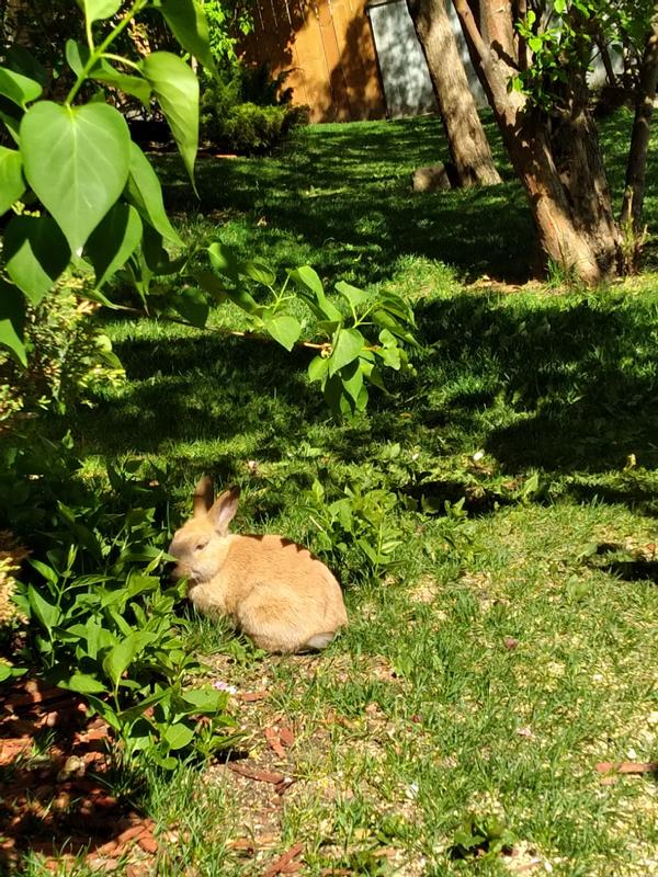 Bunnies love the wild bird seed