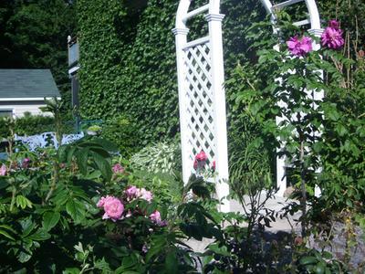 Il s'agit d'un rosier rustique à fleur roses.