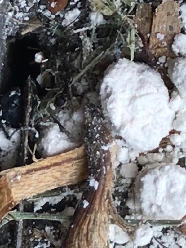 See ant at the hole carrying a chunk of the powder. This is a very active ant hole and there are zero deaths