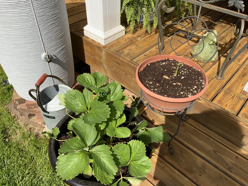 Galvanized watering can