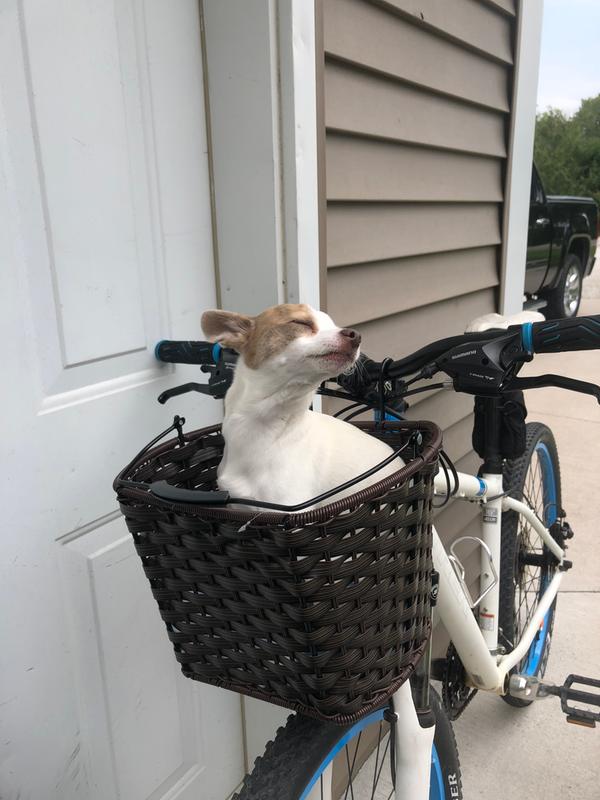 Rigby loves his new basket