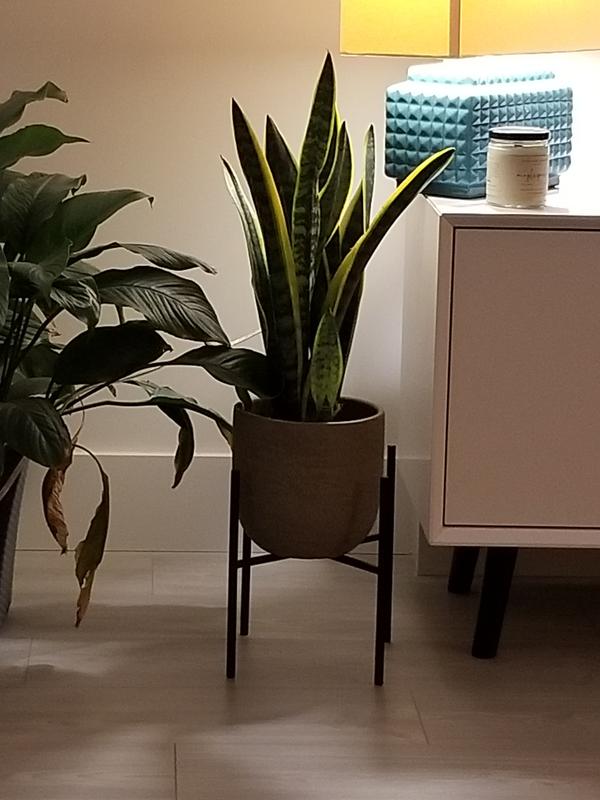 Snake plant