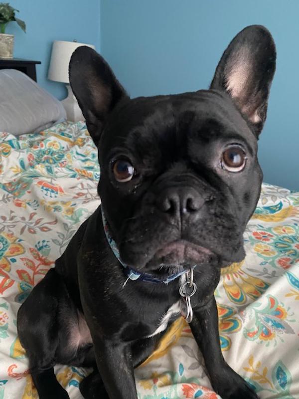 Pouty face after getting in trouble for eating "said remote".