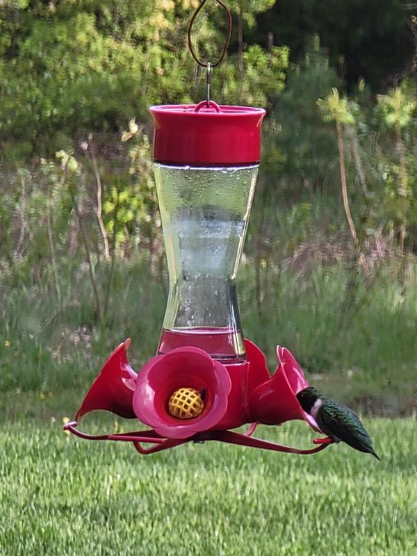 Photo - commentaire 2.