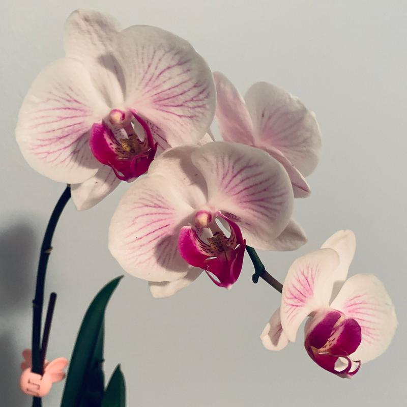 Photo - commentaire&nbsp;1.