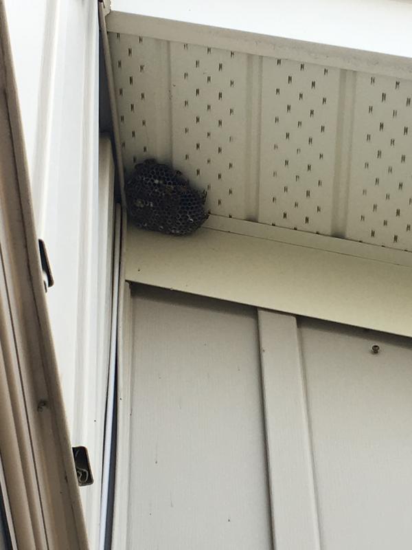 Small nest, didn’t look too big, yet 40-50 wasps