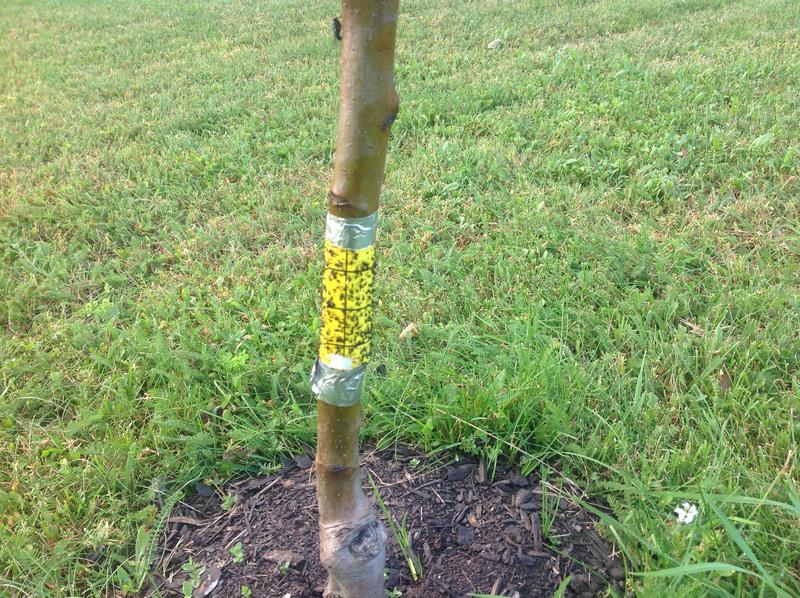 Sticky Strip wrapped around trunk of apple young apple tree