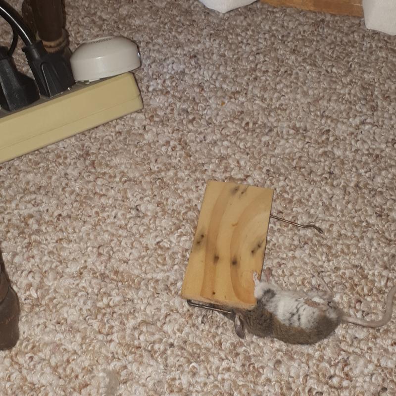 Photo - commentaire 4.