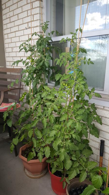 Photo - commentaire&nbsp;2.