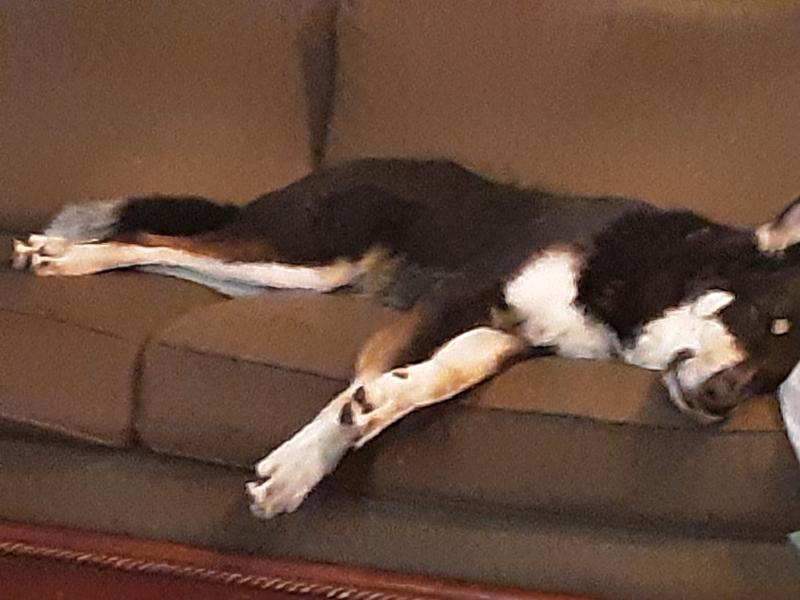 Generator humming pack is sleeping.