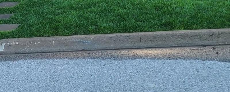 2 weeks after overseeding and fertilizing (Evening photo)