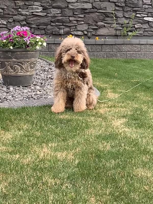 Man I love my dog Ovi. He’s named after the greatest goal scorer of the last 18 yrs.