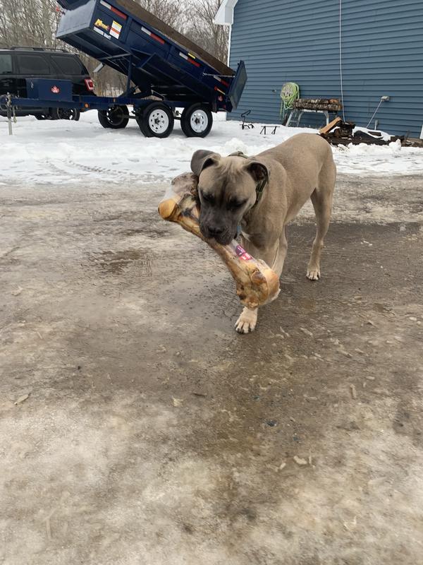 He’s 97lbs and 9 months old for size comparison.