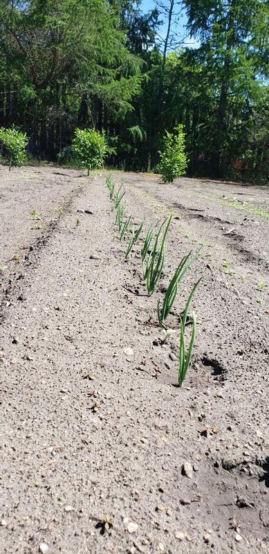 Photo - commentaire 2.