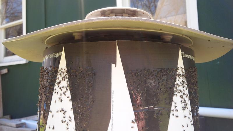 This Tactrap is 60 hours old... it would have caught far more if the sticky part was properly done!