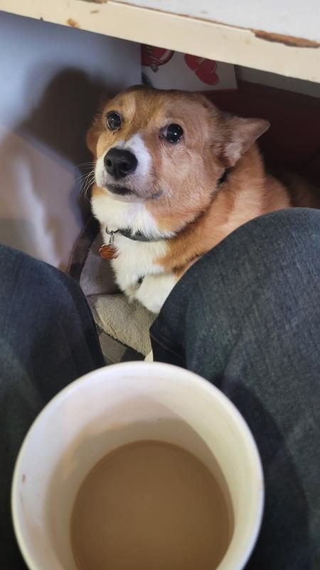 Corgy aproved by Miss Daisy