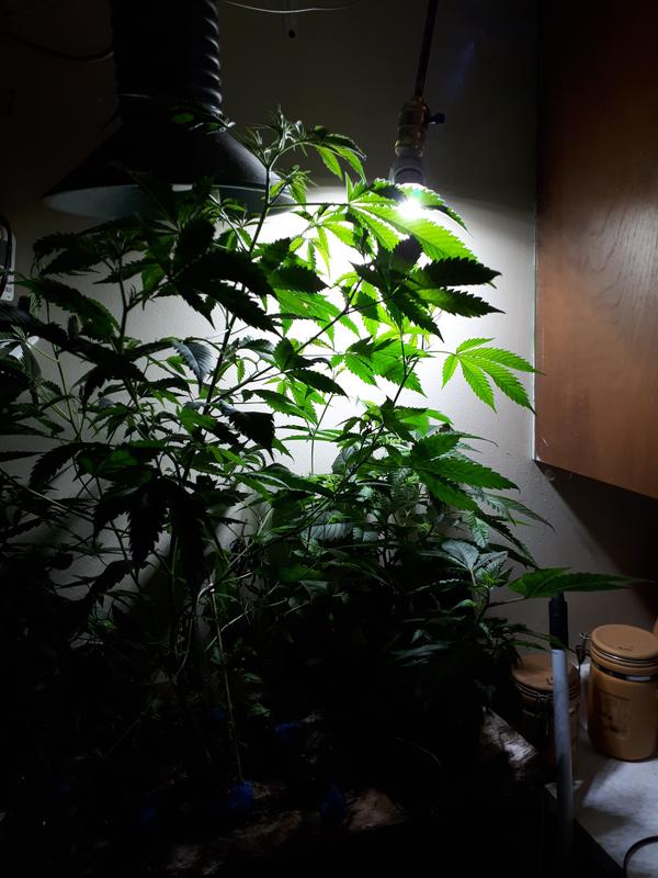 Photo - commentaire 4.