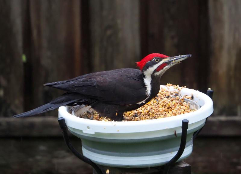 Pileated Woodpecker