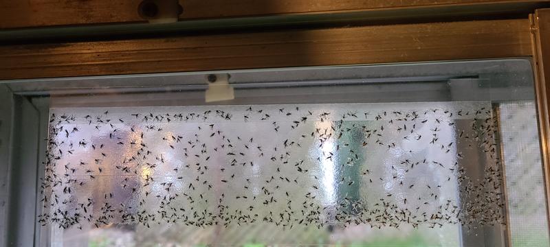 That's just one of many traps filled up like that!