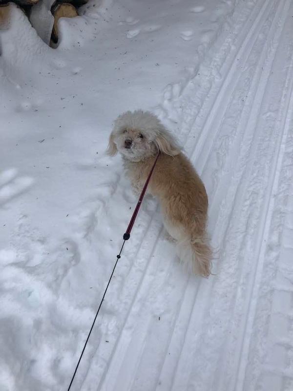 petite cannelle dans la neige