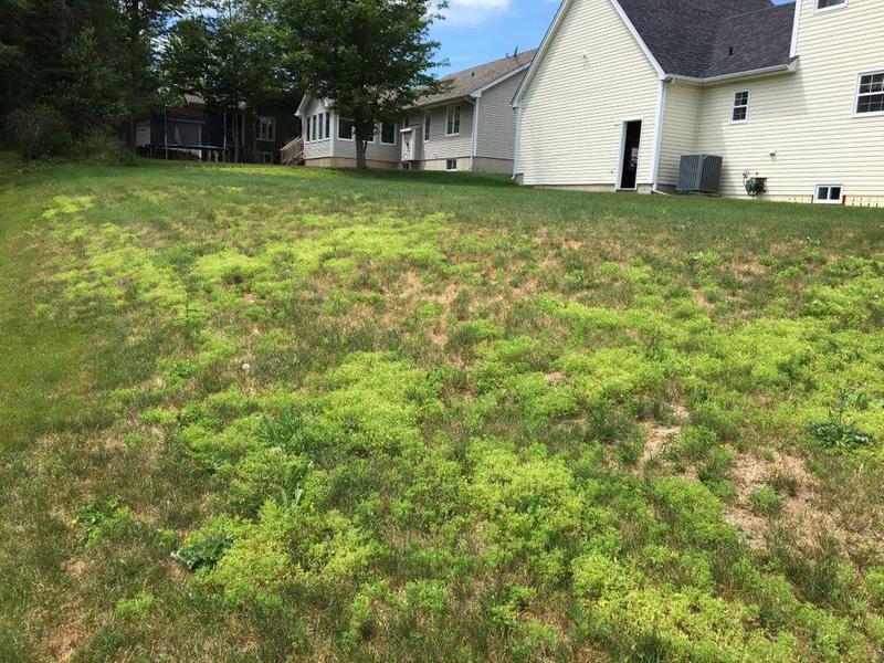 Light green areas - Scotts product