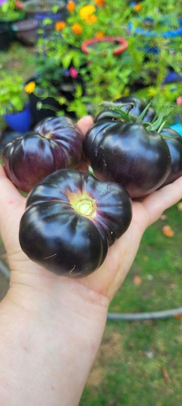 Photo - commentaire 1.