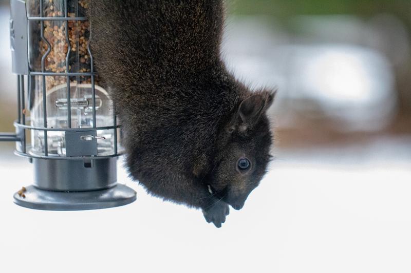 Squirrel on feeder