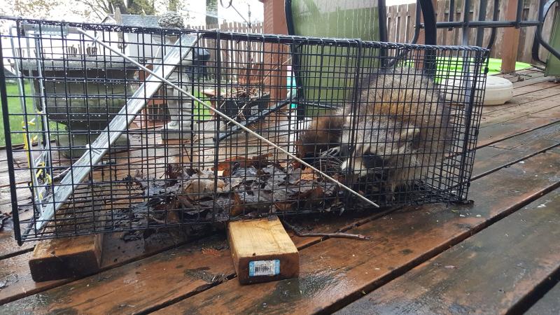 Raccoon puts cage off balance... and trips the trap!