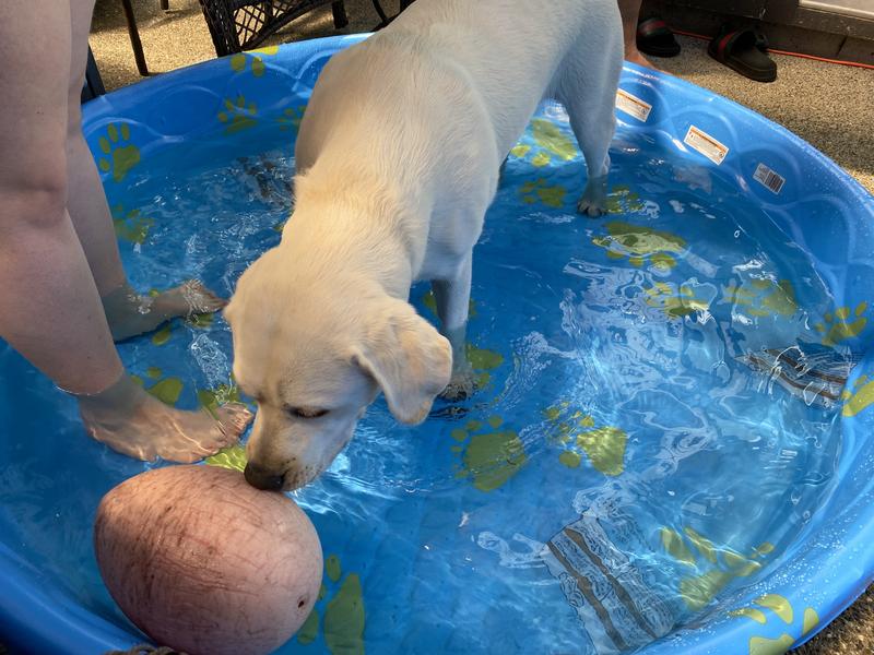 Playing fetch the egg