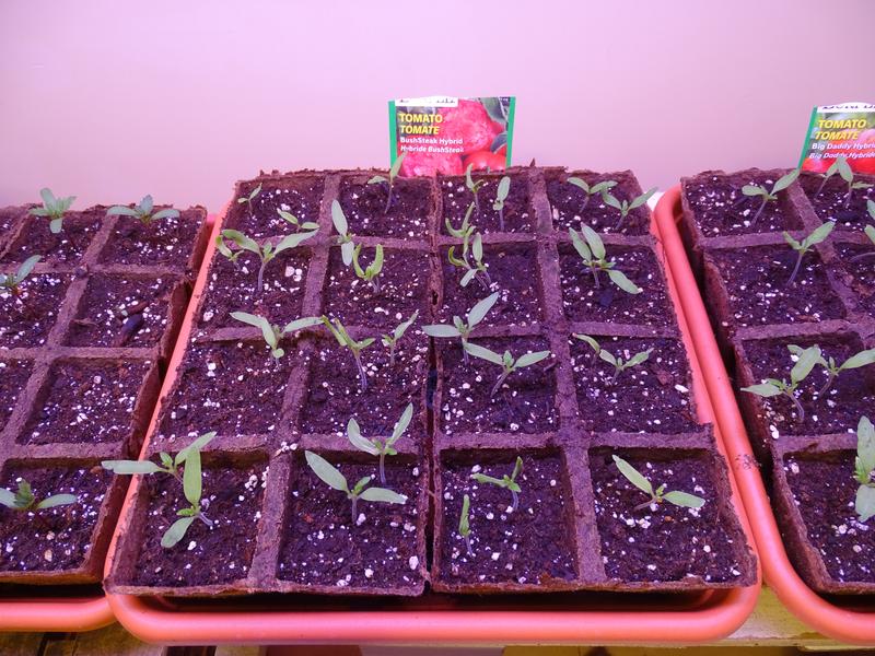 These trays fit the Jiffy Starter Pots - 2 1/2" fit perfectly