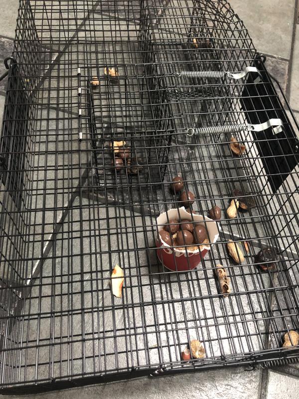 First and last attempt at a live trap