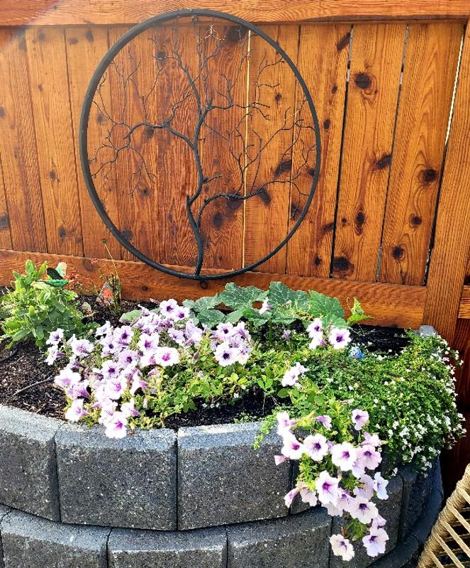 Photo 1: Styrax behind Hydrangea; Photo 2: Garden looking southeast; Photo 3: Trailing Petunias and Bacopa