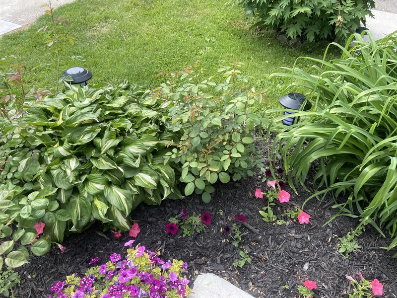 Photo - commentaire 8.