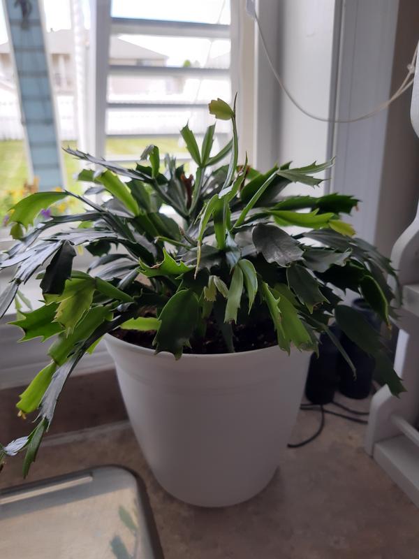 Photo - commentaire 7.