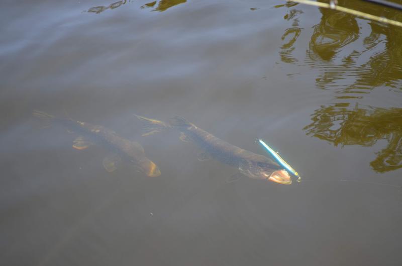 Pike biting Rapala Husky Jerk 13 Blue