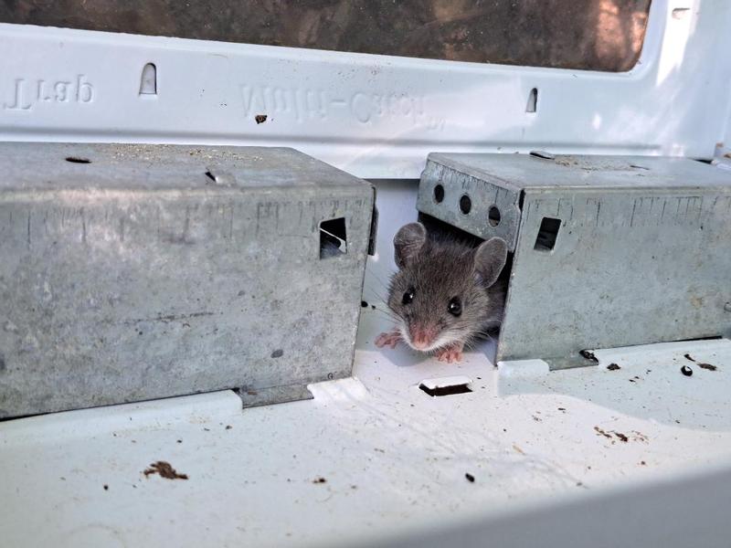 stubborn mouse hiding in the door tunnel