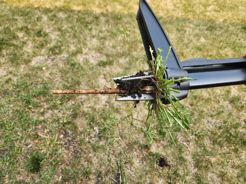 Weeder pulling a dandelion with nearly the entire root