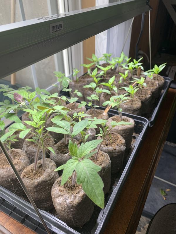 Tomatoes and Pepper plants