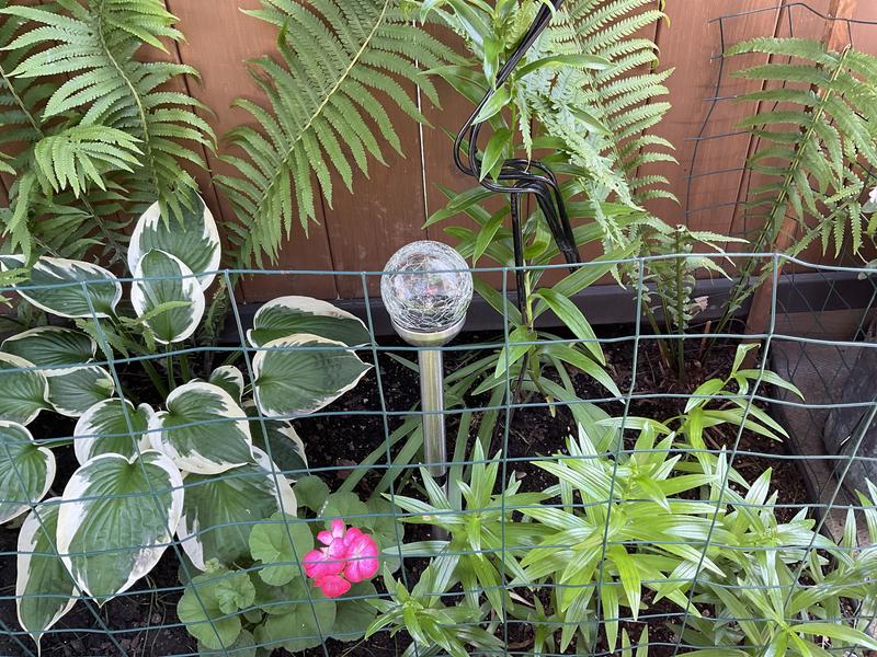 Photo - commentaire 1.